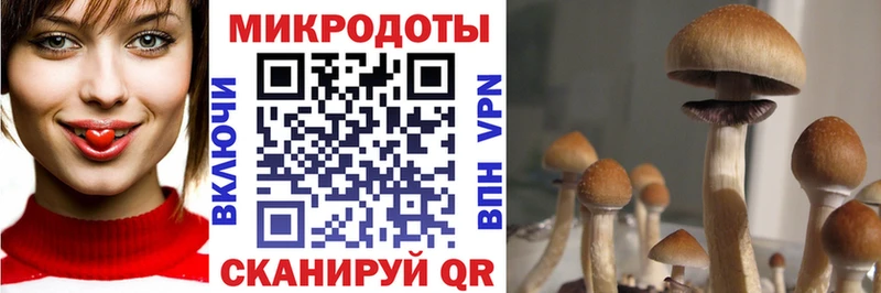 Галлюциногенные грибы Psilocybe  Купить закладки  Соликамск 